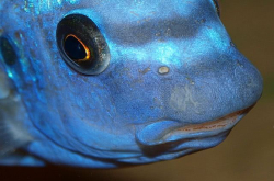 生物学家在新特性进化过程中发现一种遗传机制