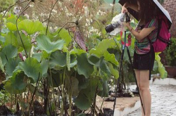 冲出香港影荷花：“感受澳门．芙蓉雅意”摄影之旅精彩花絮重温