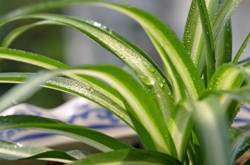 除甲醛误区辟谣——植物、食醋、活性炭 哪样会真的有用？