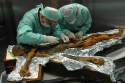 5300年前冰人奥茨最后的晚餐：羱羊、红鹿和小麦等