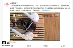 女子饱受蝉声打扰 于是给蝉带上了耳机