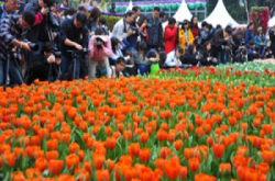 香港花卉展览2011直击︰花乐飘飘处处闻