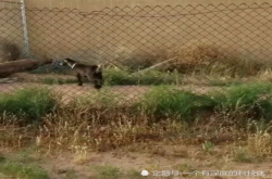 小黑羊轻松一跃跳出围栏 还来了个潇洒回眸 网友：你咋不上天呢
