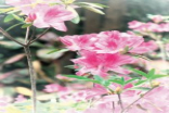 CanonPowerShotSX600HS