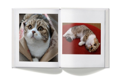 新版GoogleLens也太聪明猫狗一拍就知道还能判断品种