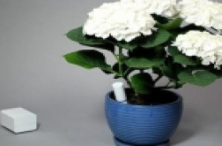 种植不用愁 Plant Link可以让植物开口说“喝水”