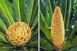 一亿年前的铁树开花时 它们臭味相投