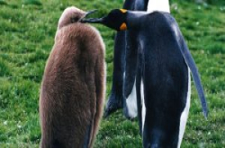 Linux勒索软件有漏洞！资安业者Bitdefender释出解密工具
