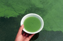 这种生物在许多湖泊中都很常见 科学家：看到了千万别下去游泳了