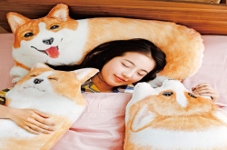 冬天最暖心的柯基枕头套