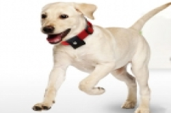 给你的爱宠戴上Puppy宠物追踪器  再也不必担心丢失