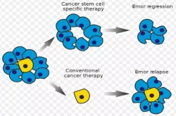CancerRes：癌症干细胞或会以特殊方式来利用正常基因作恶