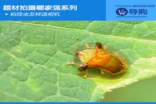 题材拍摄哪家强系列：拍昆虫怎样选相机