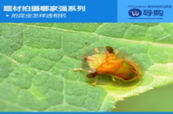 题材拍摄哪家强系列：拍昆虫怎样选相机