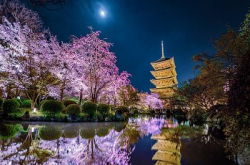 殿堂级日本夜樱，令CG大师一“夜”成名！