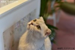 高感提升画质依然优秀NikonD810评测(9)