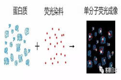 让细胞中所有蛋白质都发光