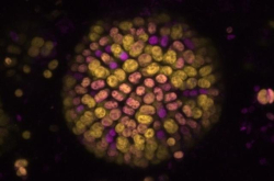 科学家在突破性研究中发现新型光合作用