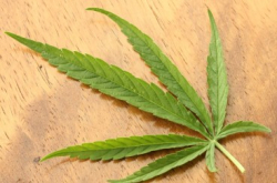 微软云端平台协助合法卖大麻