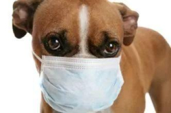 禽流感猪流感之后 犬流感也来了？研究称狗也可能携带流感病毒
