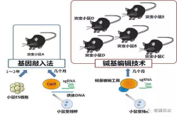高效制作疾病小鼠模型 有助查明痴呆症发病机理