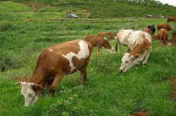 90后顶住压力当养牛娃 优质牛肉挣大钱