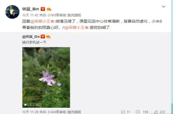 林斌用小米8青春版拍了个花儿 网友疑问糊了 林斌说并没有