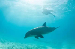 研究表明 海洋生物可以听到人类跳水、冲浪以及游泳时发出的声音