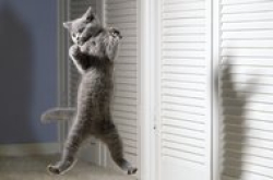 社交网络猫咪照片出卖主人秘密？
