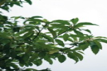 SonyFE70-200mmF4GOSS