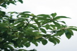SonyFE70-200mmF4GOSS