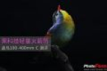 适马100-400mm C镜头拍摄体验测评：适马100-400  USBDOCK镜头点评
