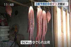 最惨预言帝 日本章鱼哥遭活煮