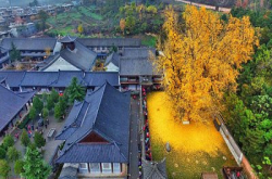 遍地黄金：1,400年银杏树变成摄影人新宠儿！