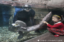 世界上最大的两栖动物 因被中国人视为美味佳肴 已经频临灭绝