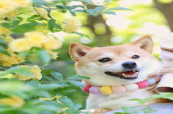 美到爆炸的小柴犬 女生看了一定喜欢 网友：开心得合不拢嘴