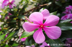 华为P20、华为P20Pro：Leica镜头同门师兄弟拍照样张对比