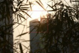长焦新霸王Canon全新100-400深度评测(7)