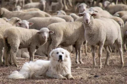 最嚣张的犬类：17世纪就住在宫廷 攻击力不亚于獒犬