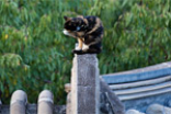 便携防抖长焦镜Canon70-200mm镜头试用