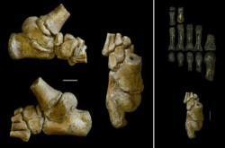 330万年前阿法南方古猿幼童骸骨化石分析发现其可能已懂得用双足在地面走路