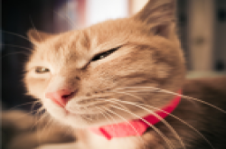 《CatPaint》:号外！一大波喵星人入侵！