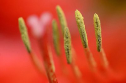 锐利无双中长焦微距AF-SVRMicro-Nikkor105mmf/2.8GIF-ED
