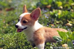 你不在家的时候 狗狗都做些什么呢？