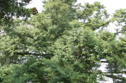 用林间悬吊与特殊摄影技术拍出森林珍宝-台湾杉