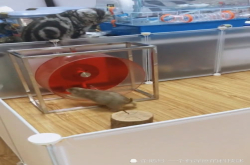 土拨鼠玩跑轮 猫咪看得特起劲 喵：我喜欢不肥不瘦的