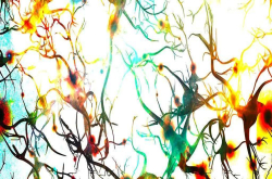 为什么你的智商这么低？科学家：聪明人的大脑神经连接更少