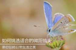 背景虚化的魅力应该如何挑选微距镜头
