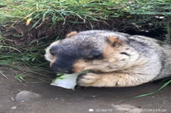 土拨鼠两口吃完白菜 冲路人生气：这都不够塞牙缝