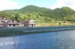 男子返乡养台湾泥鳅 基地迎来大丰收